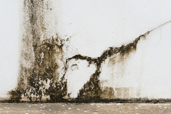 How to Remove and Prevent Basement Mold in Pleasantville