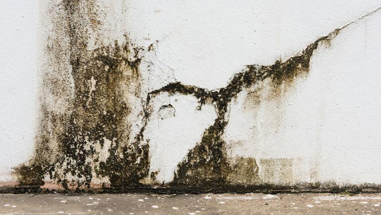 How to Prevent Mold in Your Nashville Home