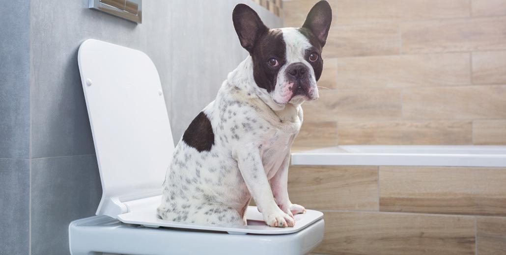 Your Guide to Setting Up a New Toilet Seat