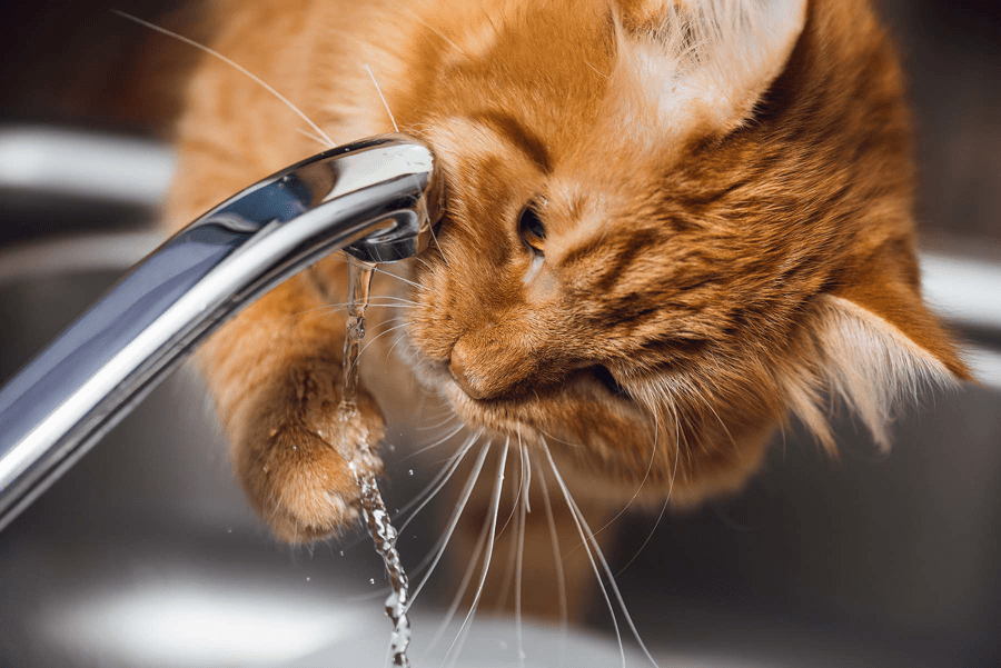 Q&A: Can you wash your pets in the tub?
