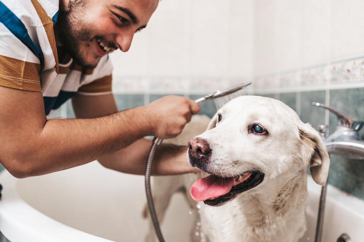 Pet Hair in Drain