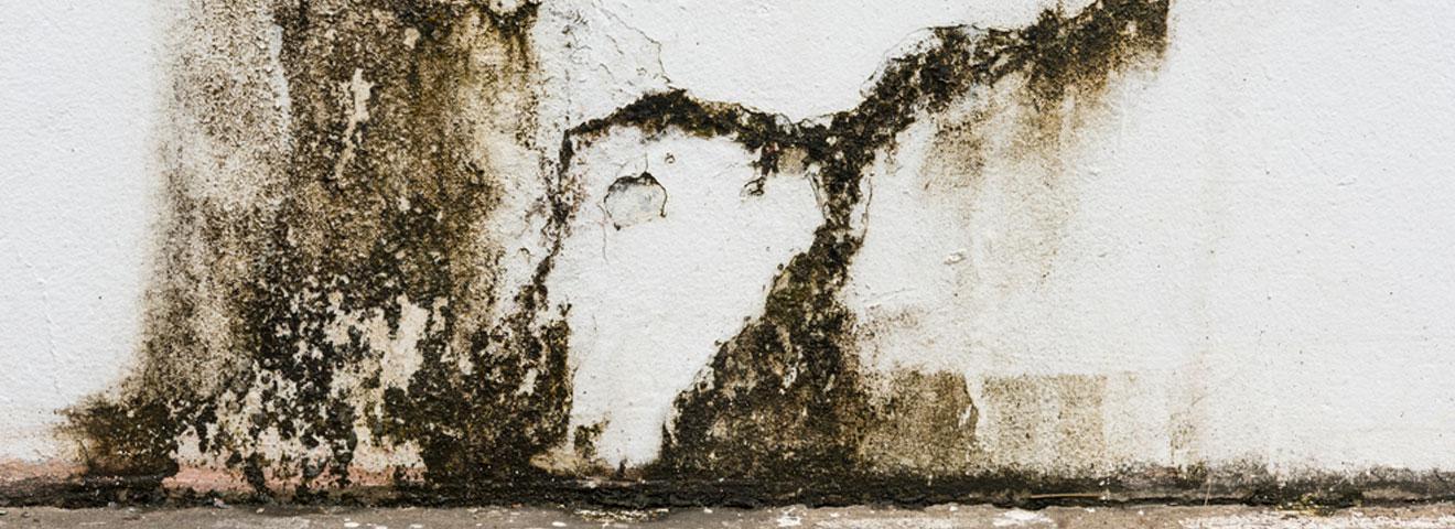 How to Remove and Prevent Basement Mold in Nashville