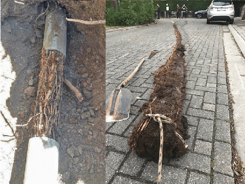 The Consequences of Roots