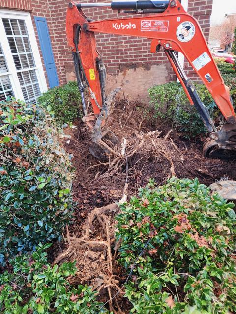 Tree Roots in Your Sewer Line: A North Fulton Homeowner’s Guide