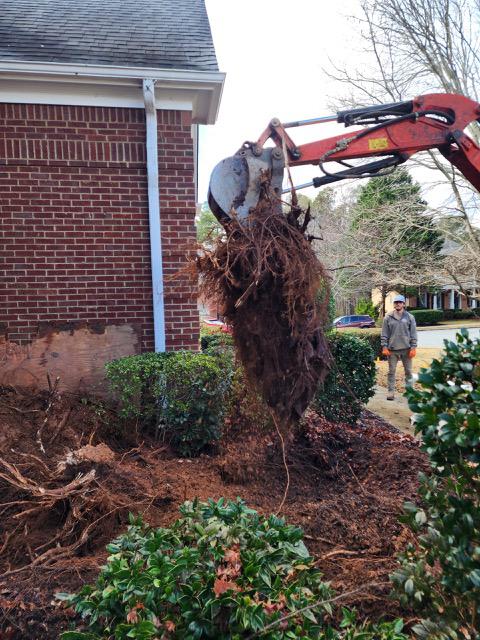 Tree Roots in Your Sewer Line: A Cobb County Homeowner’s Guide