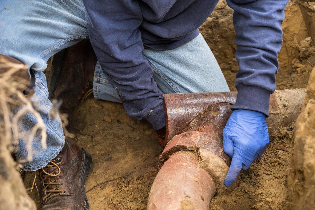 Why Trees Are NOT Good for Your Plumbing