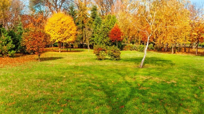 Signs Suggesting You Have Tree Roots in Your Sewer Lines