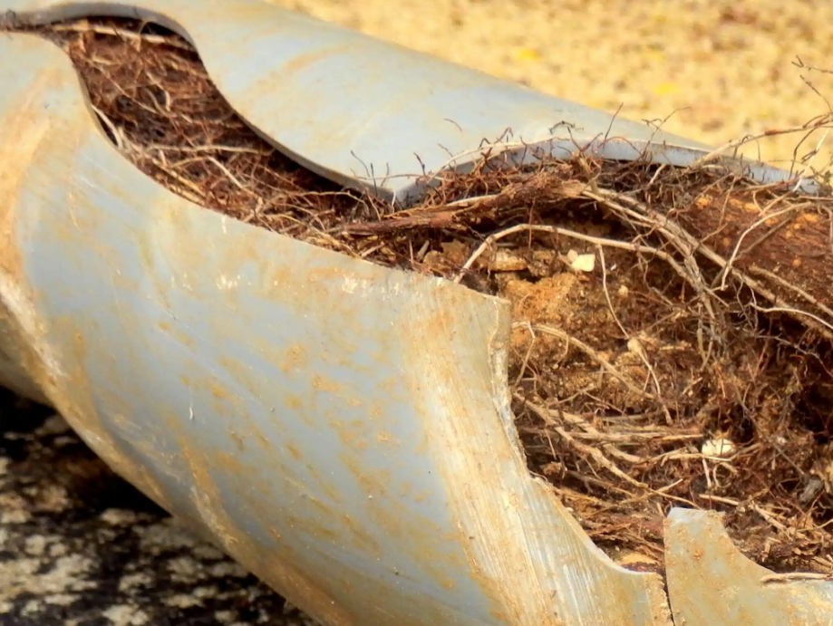 plumbing pipe with roots and dirt in it