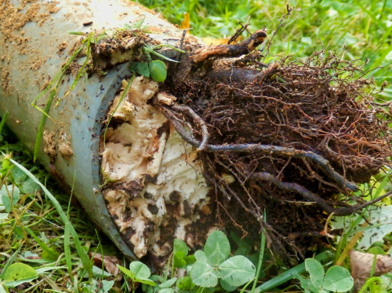 Why Coastal Tree Roots Destroy Sewer Pipes