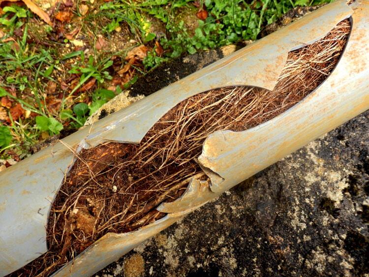 Broken Sewer Pipe