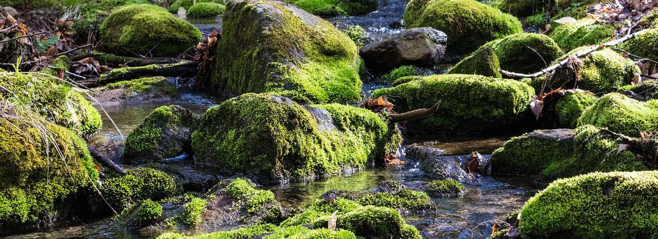 Top 5 Easy Ways to Save Water at your Port St Lucie Home